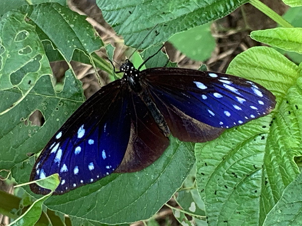 positiveimpact_butterfly