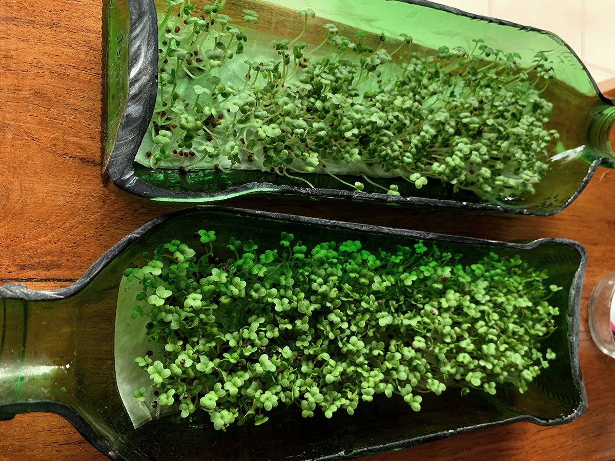 positiveimpact_microgreens