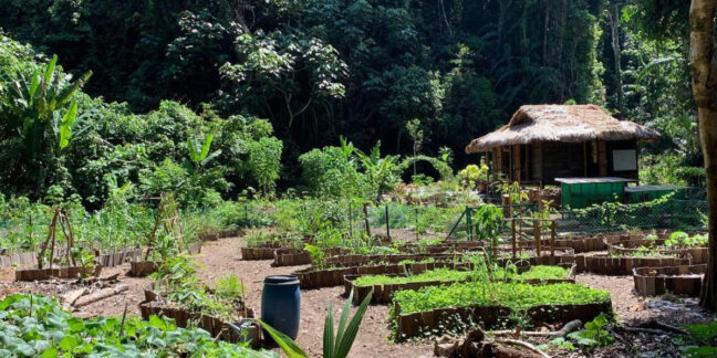 positiveimpact_permaculture_garden_project positiveimpact_permaculture_garden_project