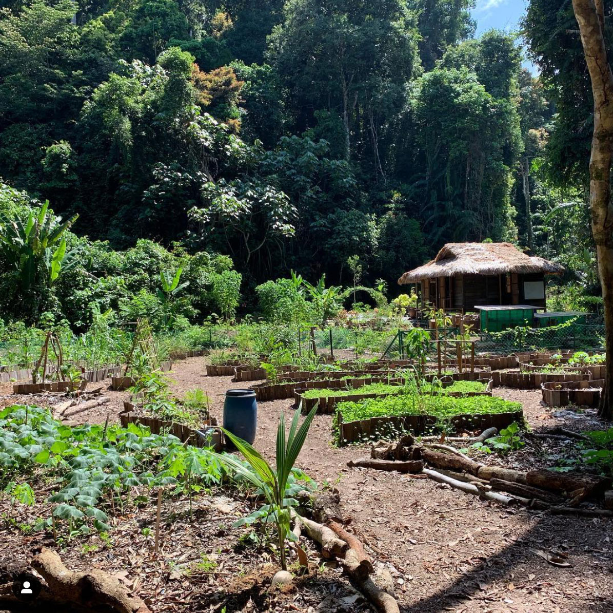 positiveimpact_permaculture_garden_project