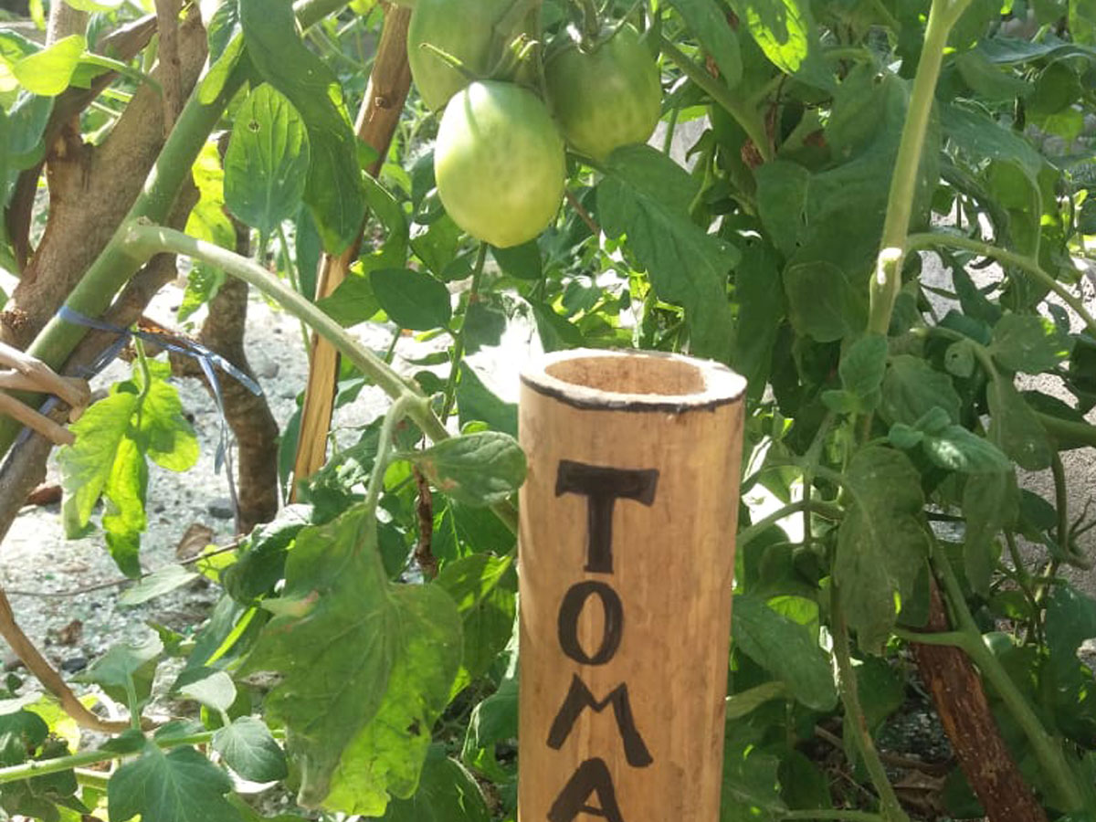 positiveimpact_tomato